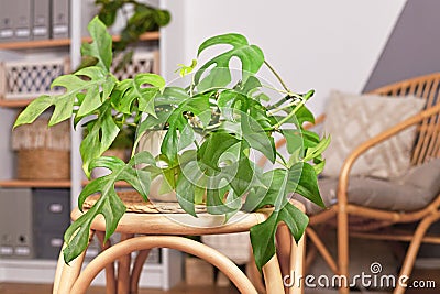 Tropical `Rhaphidophora Tetrasperma` houseplant in flower pot on table Stock Photo