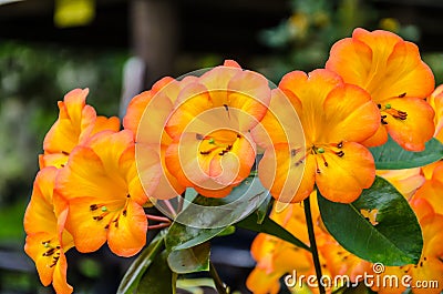 Tropical Rhododendron flowers Stock Photo