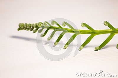 Tropical sago palm leaf. Curly buds of a cycad Japanese sago palm. Stock Photo
