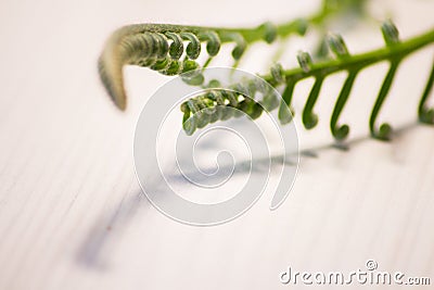 Tropical sago palm leaf. Curly buds of a cycad Japanese sago palm. Stock Photo