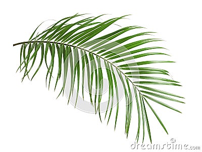 Tropical sago palm tree leaves isolated Stock Photo