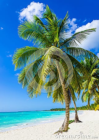 Tropical sandy beach with exotic palm trees Stock Photo