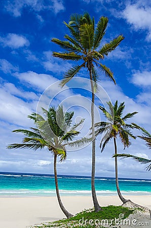 Tropical sandy beach with palm trees, Caribbean Stock Photo