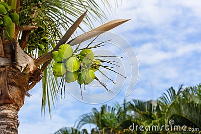 Tropical scene of a bunch of small green coconuts hanging from the coconut tree Stock Photo