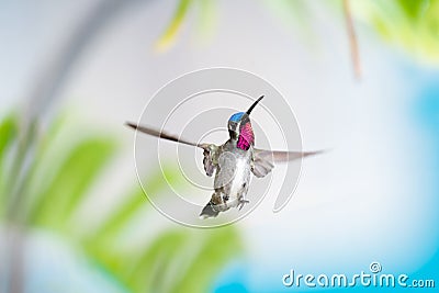 Tropical scene of a hummingbird with a ruby throat in the Caribbean. Stock Photo