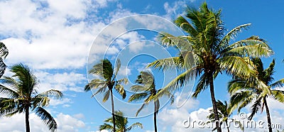 Tropical scene with palm trees Stock Photo