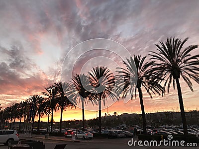 Tropical Scenery - Palm Trees Silhouette at Sunset Editorial Stock Photo