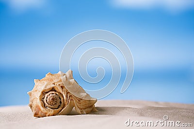 Tropical sea shell on white Florida beach sand under the sun li Stock Photo