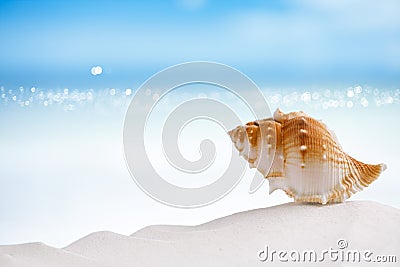 Tropical sea shell on white Florida beach sand Stock Photo