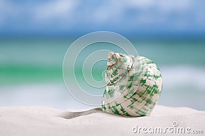 tropical sea shell on white Florida beach sand Stock Photo