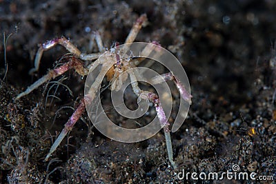 Tropical Sea Spider on Black Sand in Indonesia Stock Photo