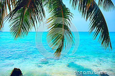 Tropical seascape with green palm tree leaves and ocean view Stock Photo
