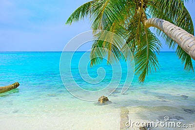 Tropical seascape with green palm tree leaves, ocean view with vawes and palm branches Stock Photo