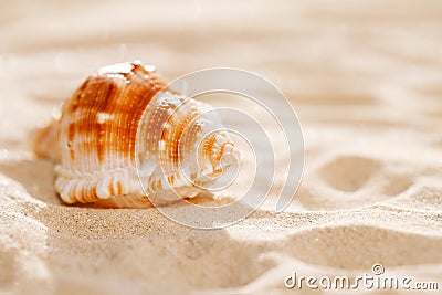 Tropical seashell sea shell on sand Stock Photo