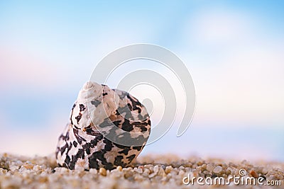 Tropical seashell sea shell with ocean , beach and seascape Stock Photo