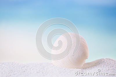 Tropical seashell sea shell with ocean , beach and seascape Stock Photo