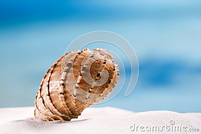 Tropical seashell sea shell with ocean , beach and seascape Stock Photo