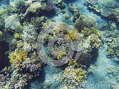 Tropical seashore underwater landscape. Coral reef and fish top view. Stock Photo