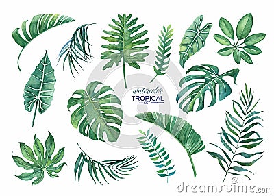 Tropical set of leaves on a white background. Stock Photo