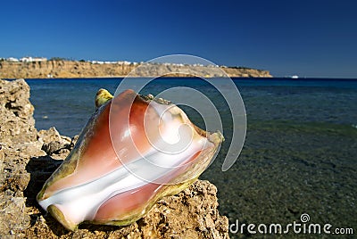 Tropical shell Stock Photo