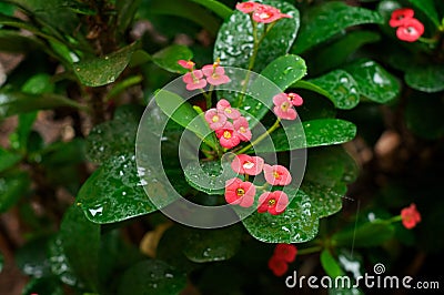 Tropical shrubbery in the rain Stock Photo