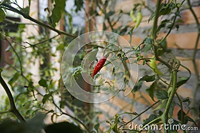Tropical Small Red Chili or Cabe Rawit merah, still in the tree Stock Photo