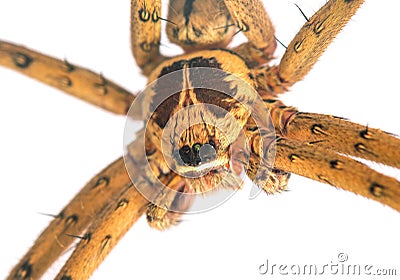 Tropical spider head and eyes macrophoto. Crab spider or thomisidae closeup. Stock Photo
