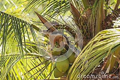 Tropical Squirrel Holds a Piece of Coconut Shell Stock Photo