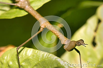 Tropical Stick Insect,Napo River Basin, Amazonia, Ecuador Stock Photo