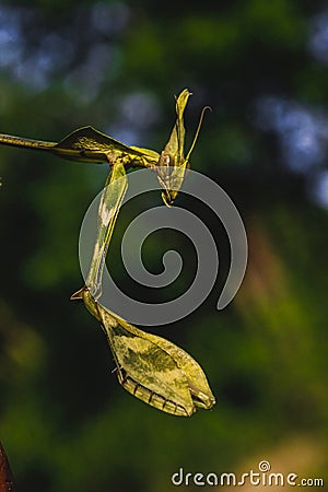 tropical stick insect in Sri Lankan jungle Stock Photo