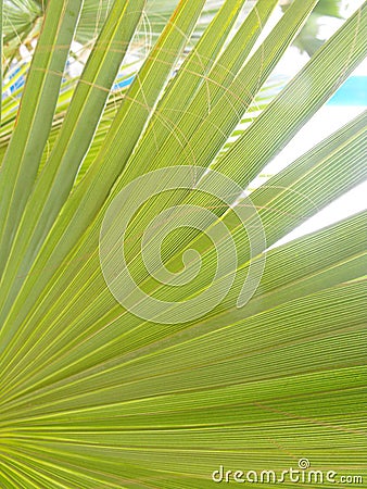 Palm leaf detail green natural background Stock Photo