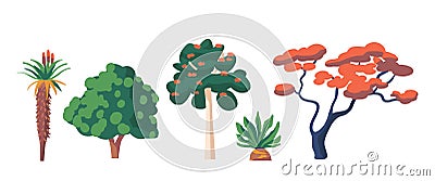 Tropical, Subtropical Rainforest Biome, Natural African, Rainforest Vegetation Aloe Ferox, Marula or Sclerocarya Birrea Vector Illustration