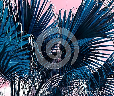 Tropical summer design of blue palm leaves on pink background Stock Photo