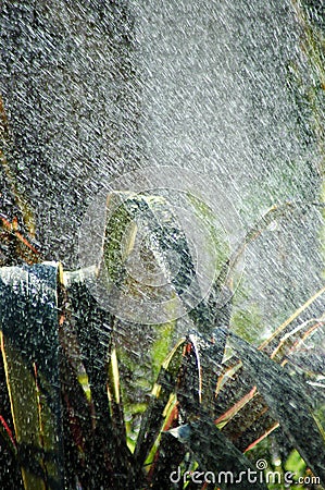 Tropical summer rain Stock Photo