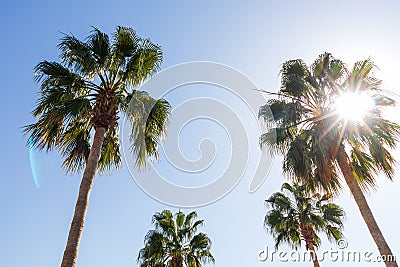 Tropical summer view of large palm trees from below. The sun shines through the palm tree. Stock Photo