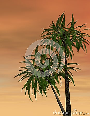 Tropical sunset Stock Photo