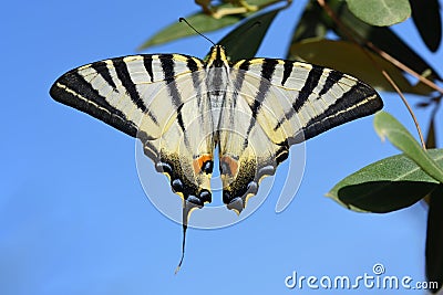 A tropical swallowtail sits on the branch of an olive tree against a blue sky and spreads its wings Stock Photo