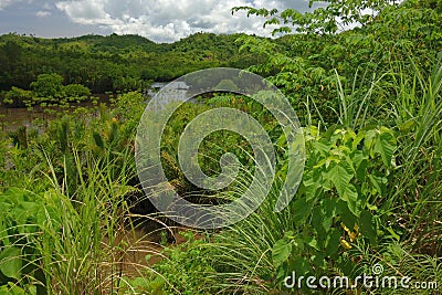 Tropical swamp Stock Photo