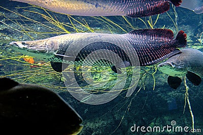 Tropical sweet water fish Arapaima Gigas, known also as Pirarucu in tropical aquarium in a zoological facility Stock Photo