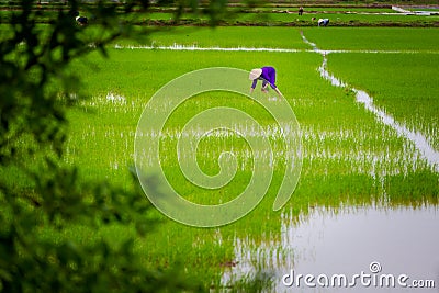 Tropical Tam Coc Vietnam landscape Editorial Stock Photo