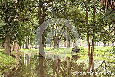 Tropical teaks forest reflection Stock Photo