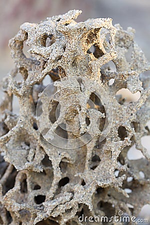 Tropical termite nest in the nature, termite mound in nature Stock Photo