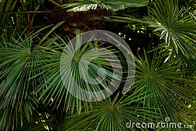 Tropical texture with palm leaves. Stock Photo