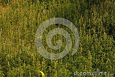 Tropical textured background green wild plant leaves pattern background, Natural wallpaper Stock Photo