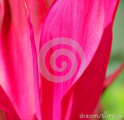 Tropical Thai Plant-Study in Red Stock Photo