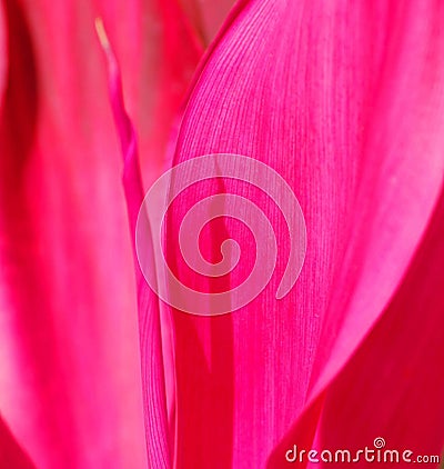 Tropical Thai Plant-Study in Red Stock Photo