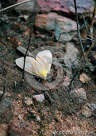 The tropical tiger moth crawling on the mud and the stone beside the lake. Asota caricae is the species of noctuoid moth Stock Photo
