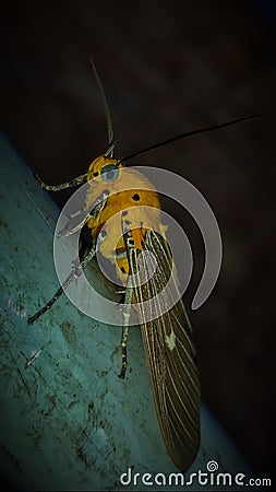 TROPICAL TIGER MOTH Stock Photo