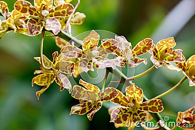 Tiger orchid from the botanical garden. Stock Photo