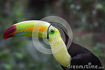 Tropical toucan in Belize jungle Stock Photo